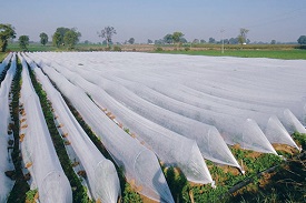 Get BIS Certification for Polypropylene Spun Bonded Non—Woven Crop Cover and Fruit Skirting Bags for Agriculture and Horticulture Applications IS 16718: 2021 By Brand Liaison