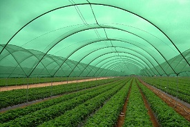 Get BIS Certification for Windshield nets for agriculture and horticulture purpose IS 17356: 2020 By Brand Liaison