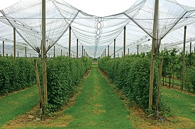 Hail Protection Nets for Agriculture and Horticulture Purposes- Warp Knitted Hail Protection Nets