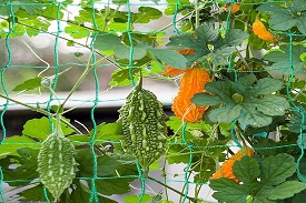 Plant Support Nets for Agriculture and Horticulture Purposes